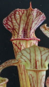 S. leucophylla - Anthocyanin f