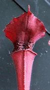 S. leucophylla - Anthocyanin f
