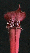 S. leucophylla - Anthocyanin f