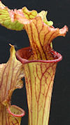 S. leucophylla - Pubescent - C