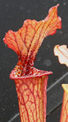 S. leucophylla - Pubescent - C