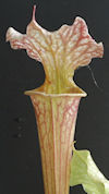 S. leucophylla - Pubescent - C
