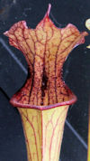 S. leucophylla - Pubescent - C