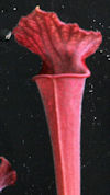 S. leucophylla - Pubescent - C