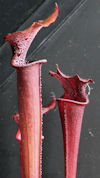 S. leucophylla - Pubescent - C