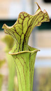 S. leucophylla - Pubescent - C