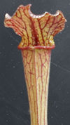 S. leucophylla - Pubescent - C