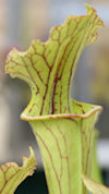 S. leucophylla - Pubescent - C