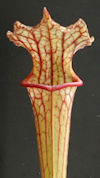 S. leucophylla - Pubescent - C