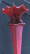 S. leucophylla - Pubescent - C