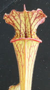 S. leucophylla - Pubescent - C