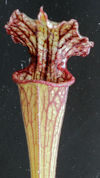 S. leucophylla - Pubescent - C