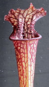 S. leucophylla - Pubescent - C