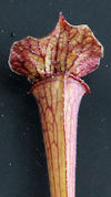 S. leucophylla - Pubescent - C