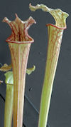 S. leucophylla - Pubescent - C