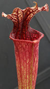 S. leucophylla - Pink tube - P