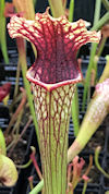 S. leucophylla - Pink tube - P