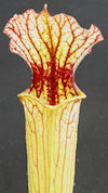 S. leucophylla - Pink tube - P