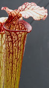 S. leucophylla - Pink tube - P