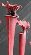 S. leucophylla - Pink tube - P