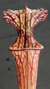 S. leucophylla - Pink tube - P