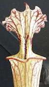 S. leucophylla - Pink tube - P