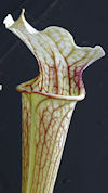 S. leucophylla - Pubescent for
