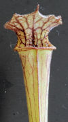 S. leucophylla - Pubescent for