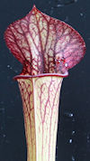 S. leucophylla - Pubescent for