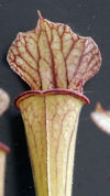 S. leucophylla - Pubescent for