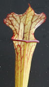 S. leucophylla - Pubescent for