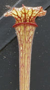 S. leucophylla - Pubescent Pin