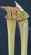 S. leucophylla - Pubescent Pin
