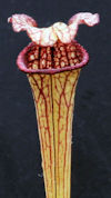 S. leucophylla - Pubescent Pin