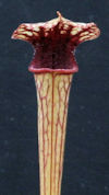 S. leucophylla - Pubescent Pin