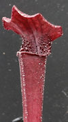 S. leucophylla - Pubescent Pin