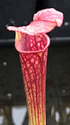 S. leucophylla - Possible intr