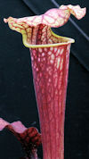 S. leucophylla - Possible intr