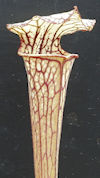 S. leucophylla - Possible intr