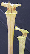S. leucophylla - Possible intr