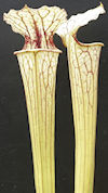 S. leucophylla - Possible intr
