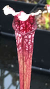 S. 'Crimson Queen' x leucophyl