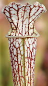 S. 'Crimson Queen' x leucophyl