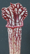 S. 'Crimson Queen' x leucophyl