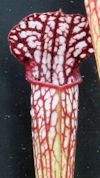 S. 'Crimson Queen' x leucophyl