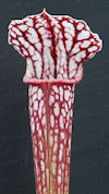 S. 'Crimson Queen' x leucophyl