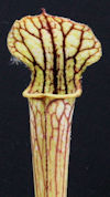 S. leucophylla - Russel Road, 