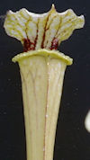 S. leucophylla - Russel Road, 
