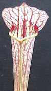 S. leucophylla - Russel Road, 