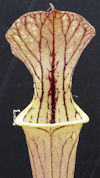 S. leucophylla - Russel Road, 